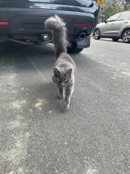 Found/Stray Unknown Cat last seen Gerrish street, Brighton 02135, Boston, MA 02135