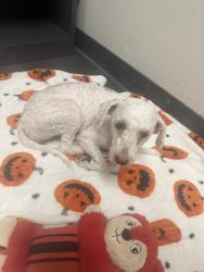 Reunited Female Dog last seen Near E Broadway, Anaheim, CA 92805, Anaheim, CA 92805