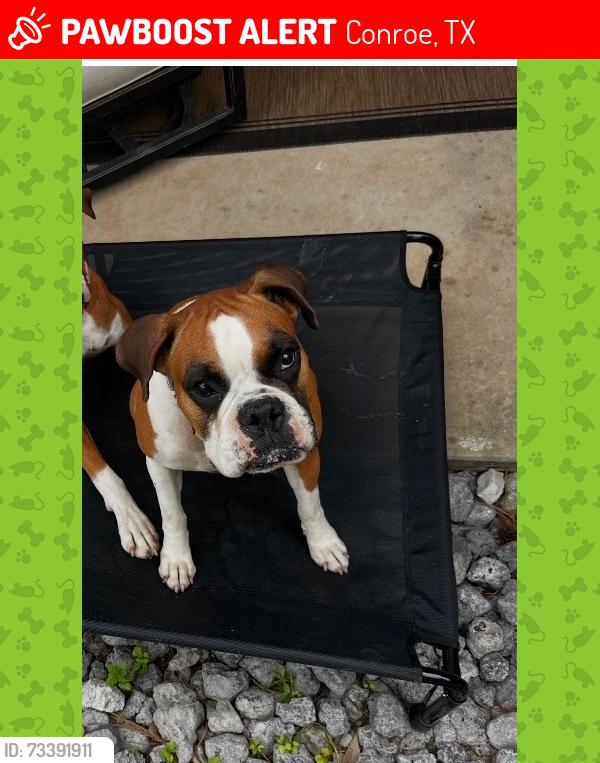 Lost Female Dog last seen cut and shoot, Conroe, TX 77303