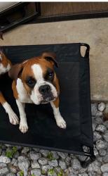 Lost Female Dog last seen cut and shoot, Conroe, TX 77303