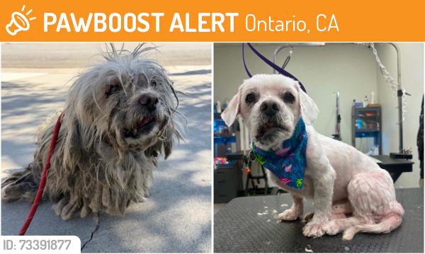 Found/Stray Male Dog last seen San Antonio & Phillips ONTARIO CA, Ontario, CA 91762