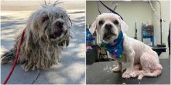Found/Stray Male Dog last seen San Antonio & Phillips ONTARIO CA, Ontario, CA 91762