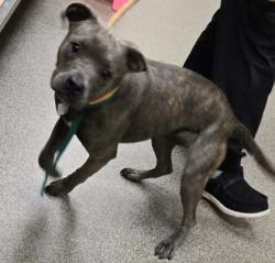 Shelter Stray Female Dog last seen Near block of Millville ave, Hamilton, OH, 1820 Princeton Rd, Hamilton, OH 45011, USA