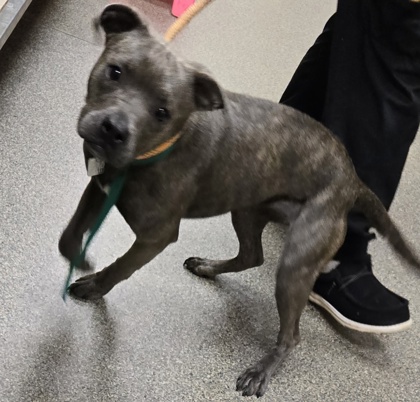 Shelter Stray Female Dog last seen Near block of Millville ave, Hamilton, OH, 1820 Princeton Rd, Hamilton, OH 45011, USA