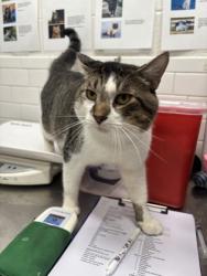 Shelter Stray Male Cat last seen Near Clark Rd, South Fulton, GA, 1251 Fulton Industrial Blvd NW, Atlanta, GA 30336, USA