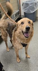 Shelter Stray Male Dog last seen Franklin Trenton Road, Middletown, OH, 1820 Princeton Rd, Hamilton, OH 45011, USA