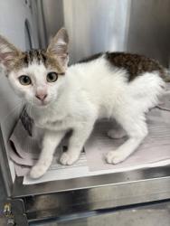 Shelter Stray Female Cat last seen Near Bryant Dr, East Point, GA, 1251 Fulton Industrial Blvd NW, Atlanta, GA 30336, USA