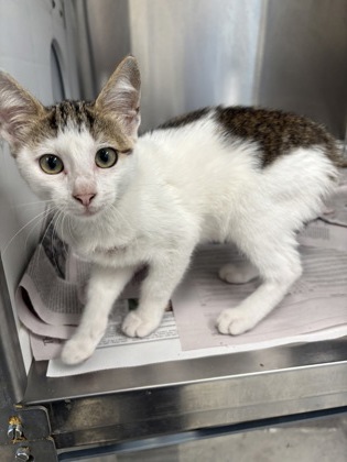 Shelter Stray Female Cat last seen Near Bryant Dr, East Point, GA, 1251 Fulton Industrial Blvd NW, Atlanta, GA 30336, USA