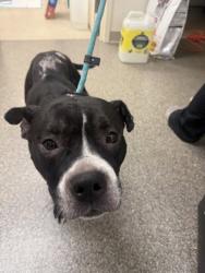 Shelter Stray Female Dog last seen Sherman ave Middletown, Middletown, OH, 1820 Princeton Rd, Hamilton, OH 45011, USA