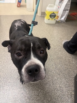 Shelter Stray Female Dog last seen Sherman ave Middletown, Middletown, OH, 1820 Princeton Rd, Hamilton, OH 45011, USA