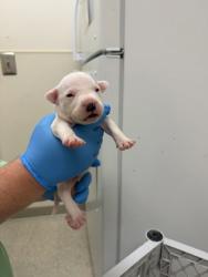 Shelter Stray Male Dog last seen Sherman ave Middletown, Middletown, OH, 1820 Princeton Rd, Hamilton, OH 45011, USA