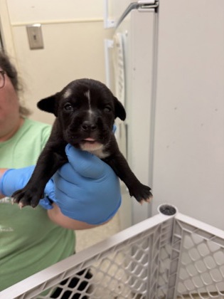 Shelter Stray Female Dog last seen Sherman ave Middletown, Middletown, OH, 1820 Princeton Rd, Hamilton, OH 45011, USA