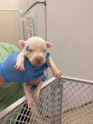 Shelter Stray Female Dog last seen Sherman ave Middletown, Middletown, OH, 1820 Princeton Rd, Hamilton, OH 45011, USA