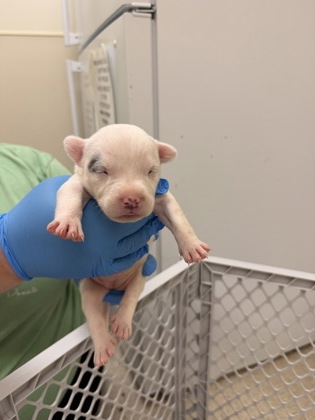 Shelter Stray Female Dog last seen Sherman ave Middletown, Middletown, OH, 1820 Princeton Rd, Hamilton, OH 45011, USA