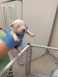Shelter Stray Male Dog last seen Sherman ave Middletown, Middletown, OH, 1820 Princeton Rd, Hamilton, OH 45011, USA