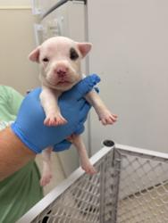 Shelter Stray Male Dog last seen Sherman ave Middletown, Middletown, OH, 1820 Princeton Rd, Hamilton, OH 45011, USA
