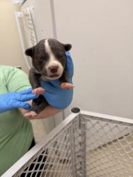 Shelter Stray Male Dog last seen Sherman ave Middletown, Middletown, OH, 1820 Princeton Rd, Hamilton, OH 45011, USA