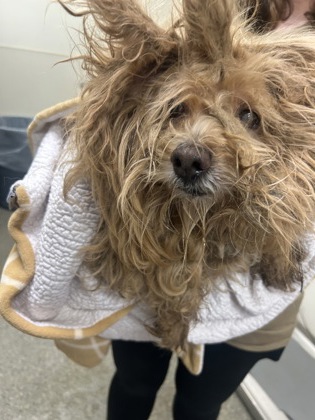 Shelter Stray Female Dog last seen Running 9th-11th and Main, Middletown, OH, 1820 Princeton Rd, Hamilton, OH 45011, USA