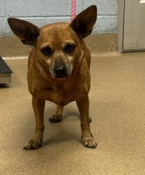 Shelter Stray Male Dog last seen Near Belaire Cir Doraville, GA 30340, 30340, GA, 3280 Chamblee Dunwoody Rd, Chamblee, GA 30341, USA