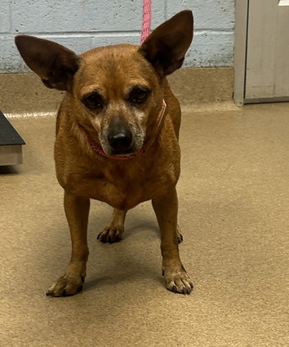 Shelter Stray Male Dog last seen Near Belaire Cir Doraville, GA 30340, 30340, GA, 3280 Chamblee Dunwoody Rd, Chamblee, GA 30341, USA