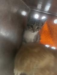 Shelter Stray Female Cat last seen Near Morningside Ct, 75150, TX, 1650 Gross Rd, Mesquite, TX 75149, USA