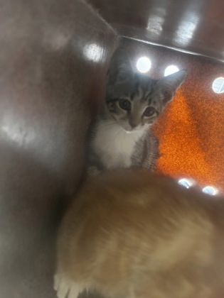 Shelter Stray Female Cat last seen Near Morningside Ct, 75150, TX, 1650 Gross Rd, Mesquite, TX 75149, USA