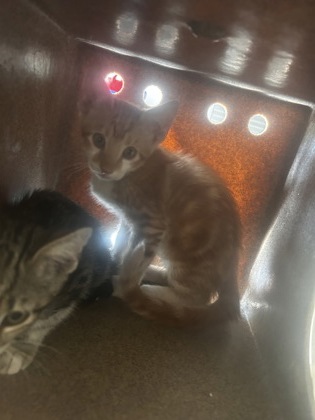 Shelter Stray Male Cat last seen Near Morningside Ct, 75150, TX, 1650 Gross Rd, Mesquite, TX 75149, USA