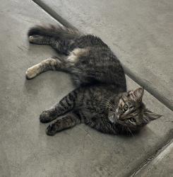 Found/Stray Unknown Cat last seen Grantland/Shaw, Fresno, CA 93723