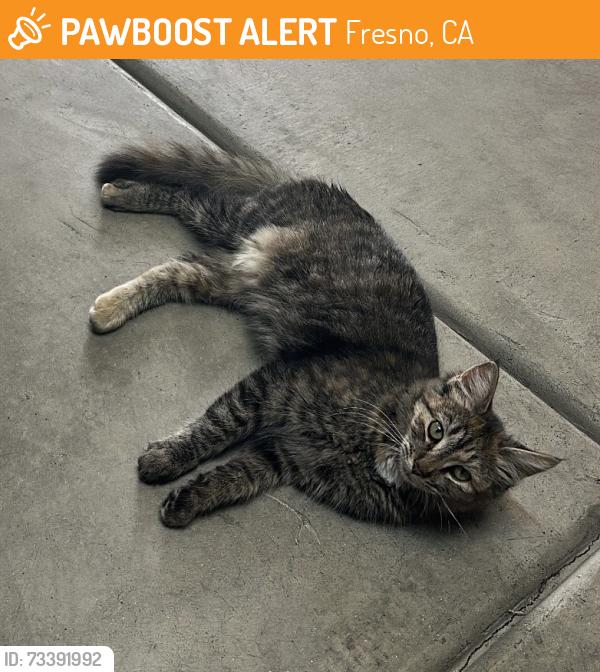 Found/Stray Unknown Cat last seen Grantland/Shaw, Fresno, CA 93723