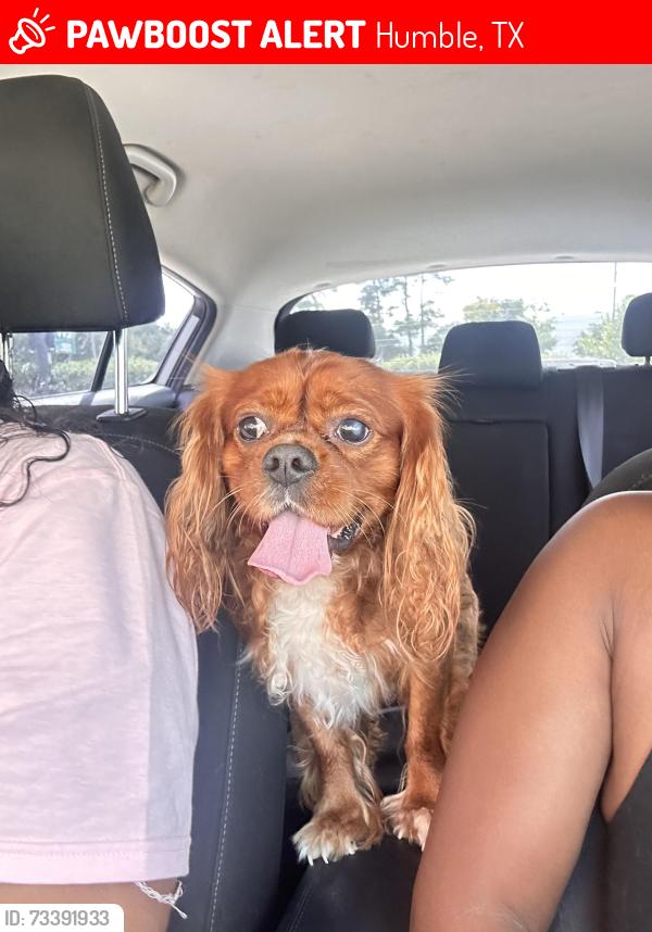 Lost Male Dog last seen The fenwick apmts, Humble, TX 77396