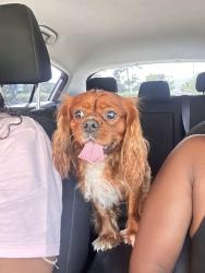 Lost Male Dog last seen The fenwick apmts, Humble, TX 77396