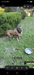 Found/Stray Male Dog last seen Gainey and owels head rd, Gray's Creek, NC 28306