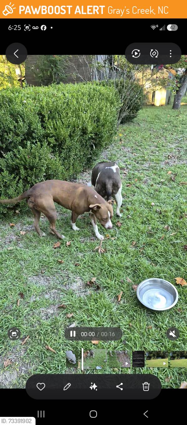 Found/Stray Male Dog last seen Gainey and owels head rd, Gray's Creek, NC 28306