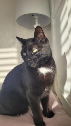 Lost Female Cat last seen Summerlyn Trail, Bradford West Gwillimbury, ON 