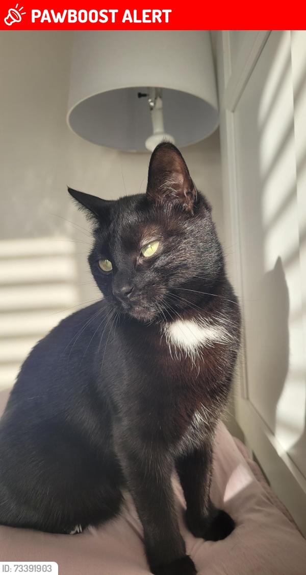 Lost Female Cat last seen Summerlyn Trail, Bradford West Gwillimbury, ON 