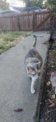 Reunited Female Cat last seen Sloan dr, North Highlands, CA 95660