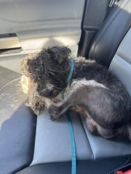 Found/Stray Male Dog last seen Moss Street and Claudia Drive in Lafayette LA, Lafayette, LA 70507