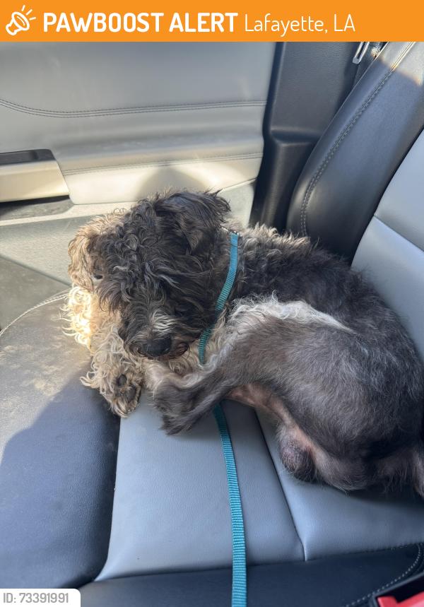 Found/Stray Male Dog last seen Moss Street and Claudia Drive in Lafayette LA, Lafayette, LA 70507