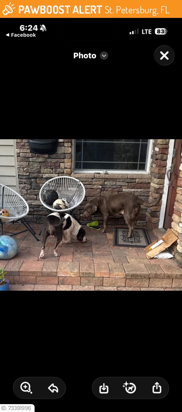 Found/Stray Unknown Dog last seen park st n st petersburg fl, St. Petersburg, FL 33710