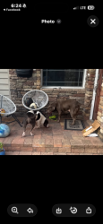 Found/Stray Unknown Dog last seen park st n st petersburg fl, St. Petersburg, FL 33710