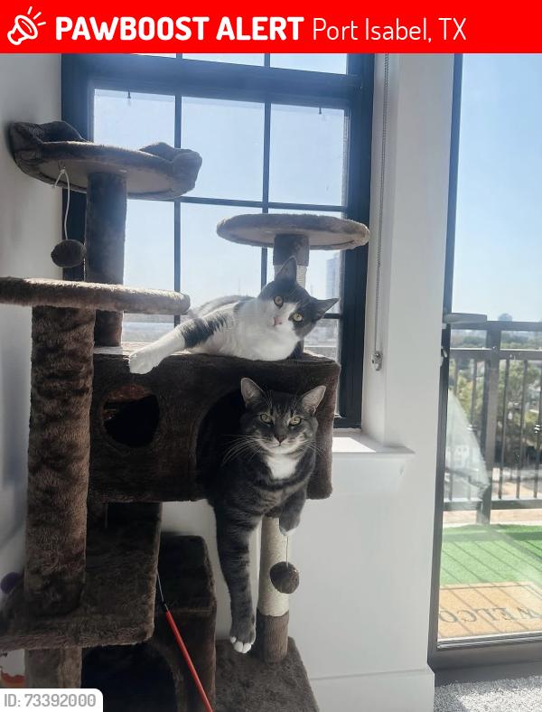 Lost Male Cat last seen Long Island Village, Port Isabel, TX 78578