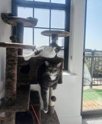 Lost Male Cat last seen Long Island Village, Port Isabel, TX 78578