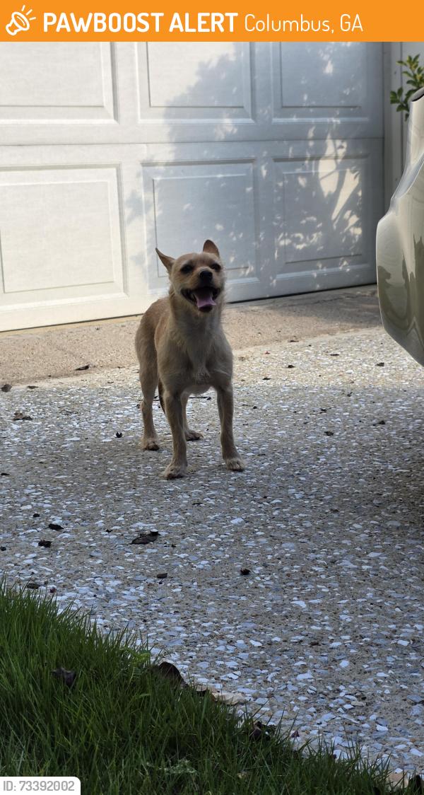 Found/Stray Male Dog last seen Morris Ave and Maridele Dr, Columbus, GA 31904