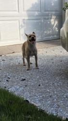 Found/Stray Male Dog last seen Morris Ave and Maridele Dr, Columbus, GA 31904