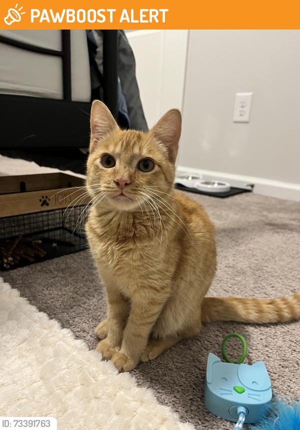 Found/Stray Unknown Cat last seen Westbriar Woods Townhomes, Spartanburg County, SC 29303