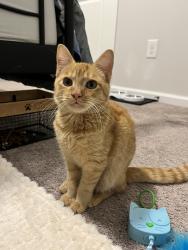 Found/Stray Unknown Cat last seen Westbriar Woods Townhomes, Spartanburg County, SC 29303