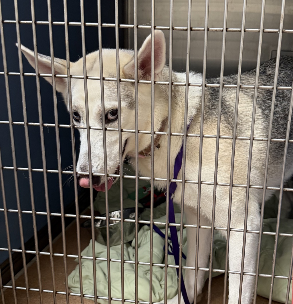 Shelter Stray Female Dog last seen Near Santa Monica Avenue, San Diego, CA, 92107, 5500 Gaines St, San Diego, CA 92110, USA