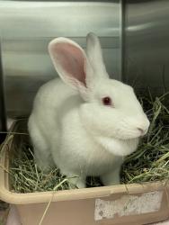 Shelter Stray Male Rabbit last seen W Mission Avenue, Escondido, CA, 92025, Escondido, CA 92027, USA