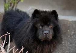 Shelter Stray Male Dog last seen Near University Avenue, San Diego, CA, 92103, El Cajon, CA 92020, USA