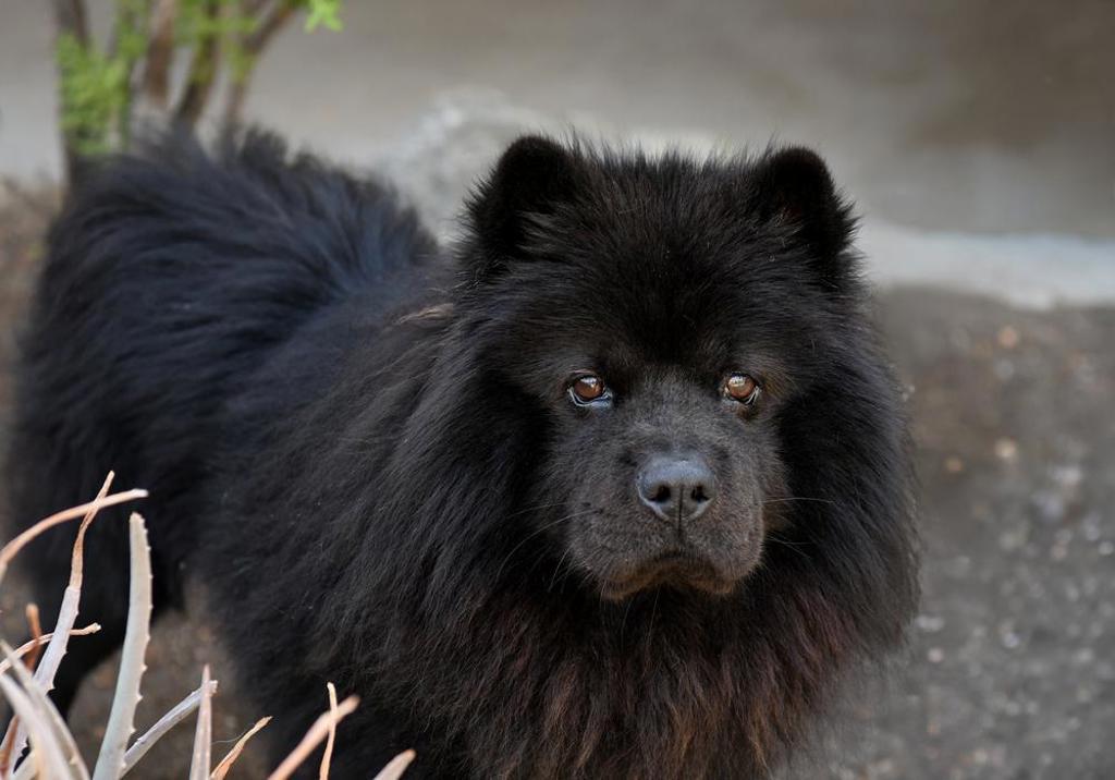 Shelter Stray Male Dog last seen Near University Avenue, San Diego, CA, 92103, El Cajon, CA 92020, USA
